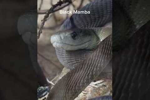 These snakes are terrible pets to have. #reptiles #venomoussnakes #pets #boomslang #kingcobra