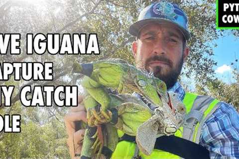 Florida Park Hires Me for Live Iguana Removal | DIY Catch Pole