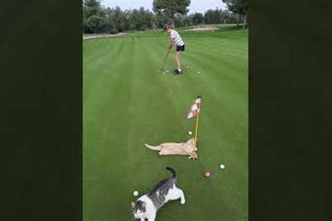 ⛳🐱Just Look How Cute They Are! Crazy Funny Cats Putting!  #golfshot #golfputting #crazygolf..