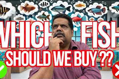 Which is BEST FISH to BUY For My FISH TANK ? AQUARIUM FISH FAQ