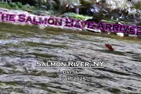 Fly Fishing For Salmon - Day 1 - Salmon River, NY (09/01/2025) - Labor Day BUST!