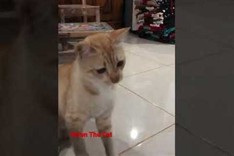 Train the cat to shake hands #shorts