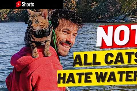 How to Introduce Your Cat to Water #Shorts