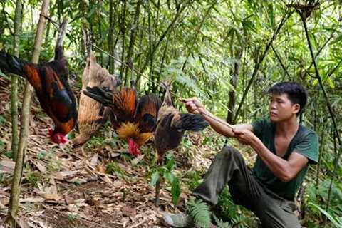 life alone in the wilderness, traces left by wild chickens, set traps, gardening in the wild