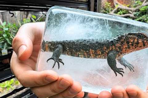 I’m About to Freeze My Reptiles – Here’s Why!