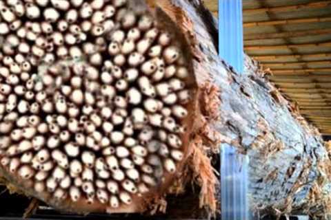 Disgusting !! What's Inside This Log Shocked Everyone At  Sawmill