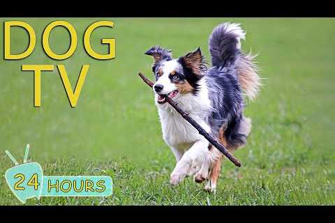 DOG TV: Video Entertain &amp; Relax Best for Dogs While You’re Away Home - Comfort All Day Music..