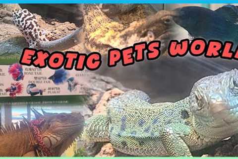 Exotic Pets World at Hopewell Mall #pets #exotic #wanchai #hopewellcenter #petlovers #fish #iguana 
