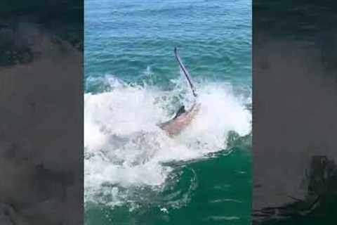 Giant sharks eats 200 Pound tarpon at the boat! #tarpon #hammerhead #fishing