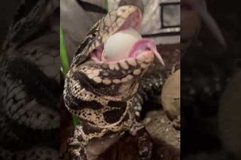 Someone woke up #livingthedream #lizard #petlover #pets #reptile #feeding #reptiles #snake  #shorts