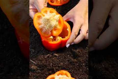 5 Genius Gardening Hacks You’ll Wish You Knew Sooner! 🌱😲 | #LifeHacks #GardeningTips