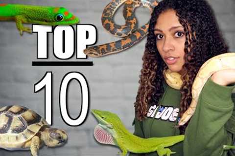 Top 10 Beginner Reptiles