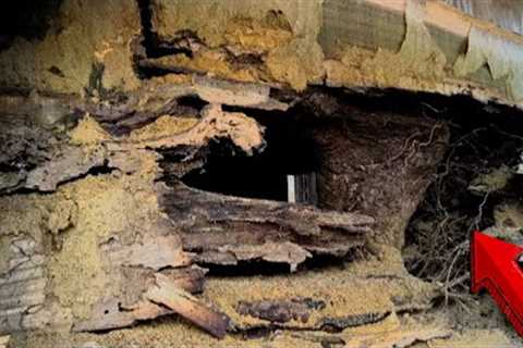 Buried for Thousands of Years and Rotting, Now a Rare Wood At Sawmill