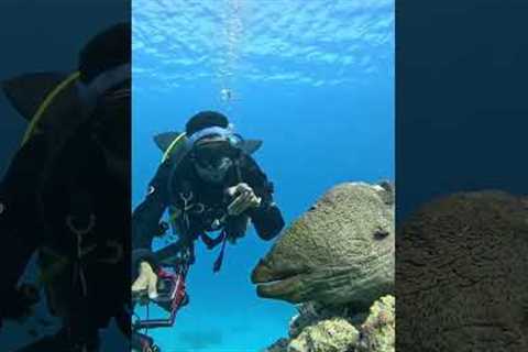 🌊 Discover Thailand’s Hidden Depths: Ultimate Scuba Diving Adventure! 🐠✨