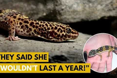 My Gecko Turns 18 YEARS OLD | Leopard Gecko Q&amp;A
