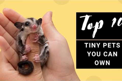 Top 10 Tiny Cute Exotic Pets You Can Own