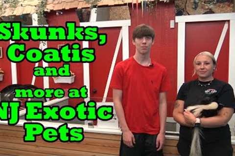 Skunks Coatis and more at NJ Exotic Pets