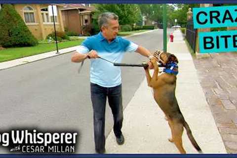 Aggressive Dog Turns On Owner | S3EP11 Full Episode | Dog Whisperer With Cesar Millan