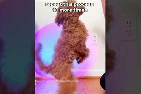 Teach Your Puppy to Sit in 60 seconds!! #shorts