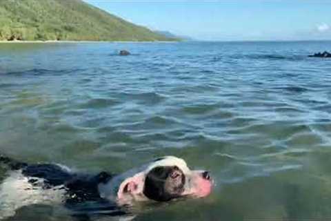 Dog gets eaten by a crocodile