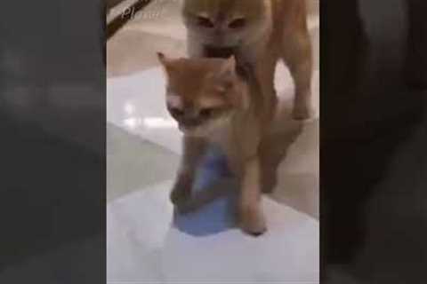 Best Friend - Cute and Funny Animals Videos Compilation 🐷🐱🐻 Funniest Animal Friendships 😉