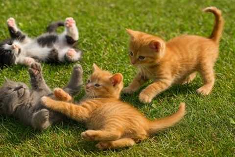 Sweet Kittens Rolling and Playing on the Grass – Adorable Cat Videos &amp; Cat Sounds