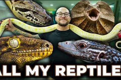My FINAL Reptile Room Tour