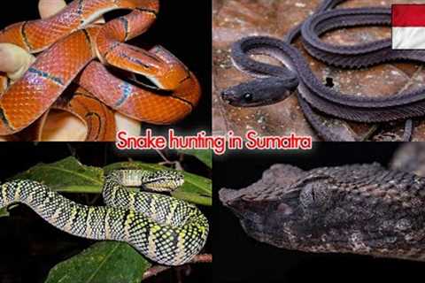 These snakes have NEVER been seen on Youtube before (~1 hour of *INSANE* Sumatra field herping)