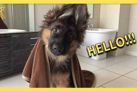 When You Live With a Comedian Dog 🤪 Funny Dog Videos 2025