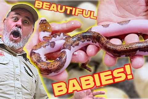 Unboxing Baby Snakes: A Fan Helps Me Open Snake Eggs🙌