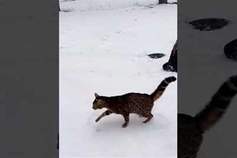 Cats in winter.#funny#fup#cat#funnycat#kitty#pet