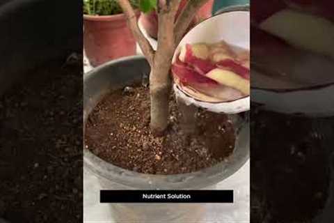 Turn Fruit Peels Into Powerful Fertilizer 🌱 &amp; Pesticide 🐛  Gardening Hacks ||#gardeninghacks..