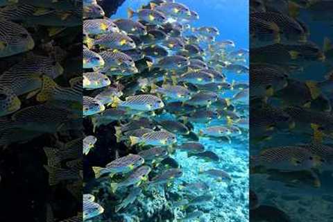 The best diving spot in Australia? 🤿 #scubadiving #diveinstructor #diving #scuba #travel