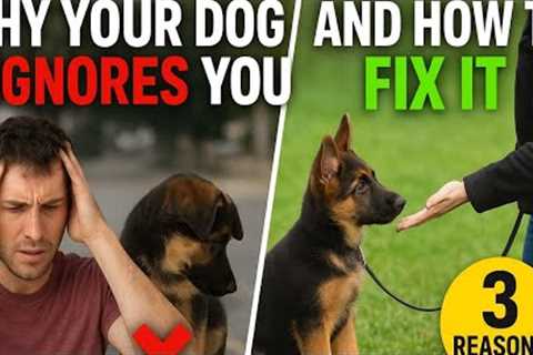 Dog Training Secrets: Get Your Pup to Listen Every Time