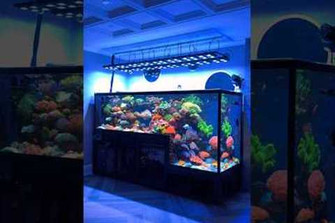 Incredible Drop-Off Saltwater Aquarium Setup 🪸