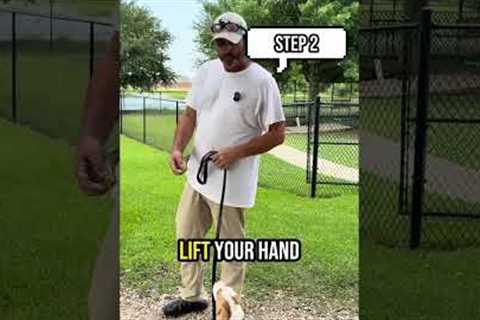 Leash Training for Dogs: 4 Proven Steps to Teach Heel Without Pulling