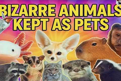 Bizarre Pets People Actually Own | Exotic &amp; Unusual Animals You Can Keep as Pets