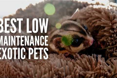 21 Best Exotic Pets That Are Low-Maintenance