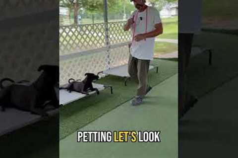 Stop Treat-Bribing Your Dog: Build Real Communication &amp; Obedience