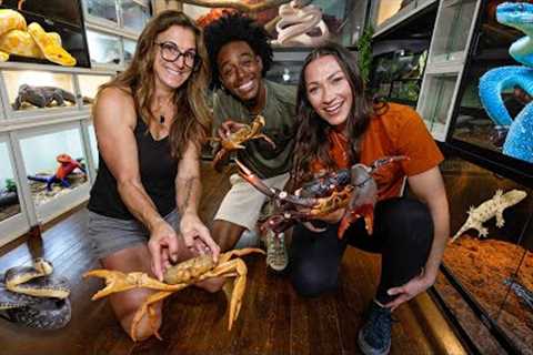 This Is Their Bedroom… The ULTIMATE Reptile Room Tour