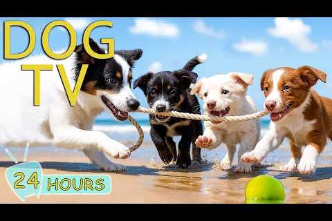 DOG TV: Videos Happy &amp; Relaxing to Entertain All Day Dogs When Home Alone - No Stress Music for ..