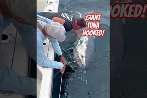 Massive Monster Tuna Fight – Big Catch USA Ocean Fishing #shorts #fishing #usa #shortsfeed
