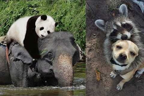 Strongest Friendships Between Wild Animals Caught On Camera