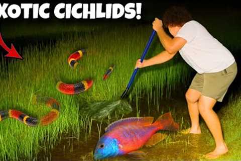 I Found VENOMOUS Snakes While Catching Rare Cichlids...