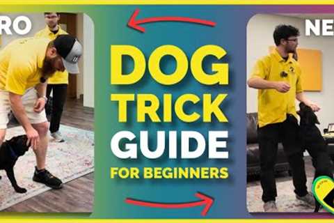 Dog Trick Tutorial for First-Timers | Step-by-Step Guide