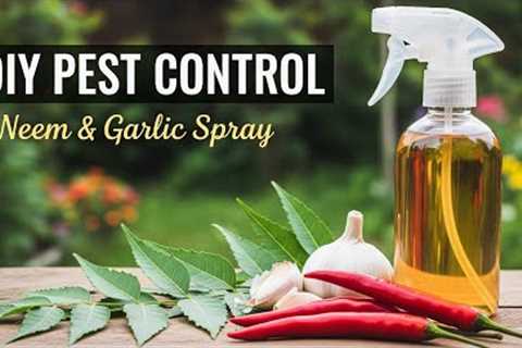 Homemade Organic Pesticide for All Plants | Neem, Garlic &amp; Chili Spray for Aphids,Whiteflies..