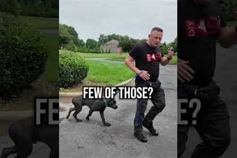 The 3 Step Trick For Easier Dog Walks!
