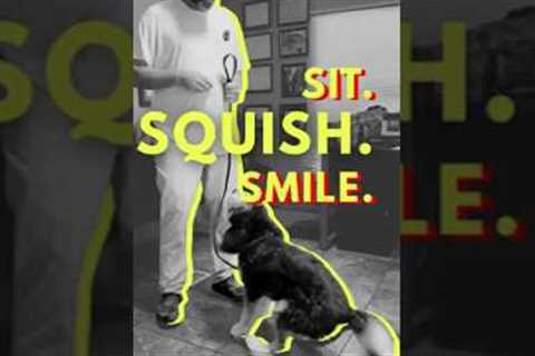 Funny Dog Videos That Actually Teach Training Tricks