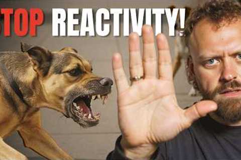 Struggling With a Reactive Dog? Try These Tips