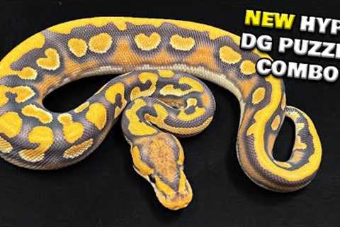 Amazing New Ball Python Revealed !